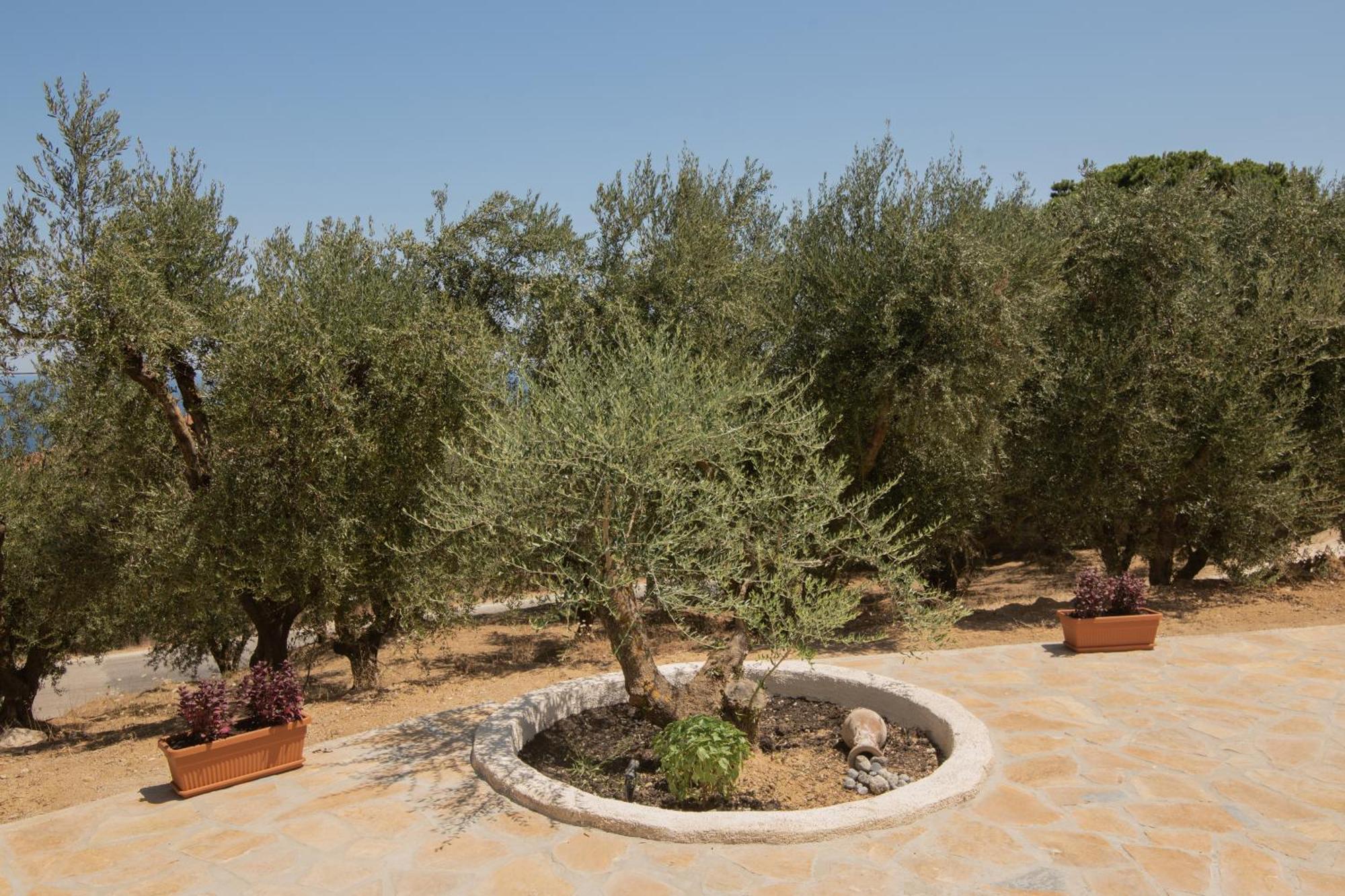 Cossoro Villas Zakynthos Xirokásztelo Szoba fotó